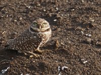 Burrowing Owl 1st One